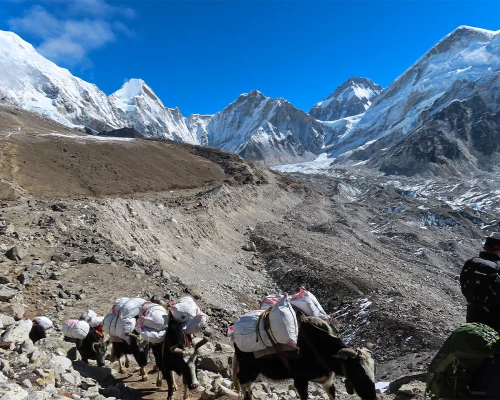 Yak in everest